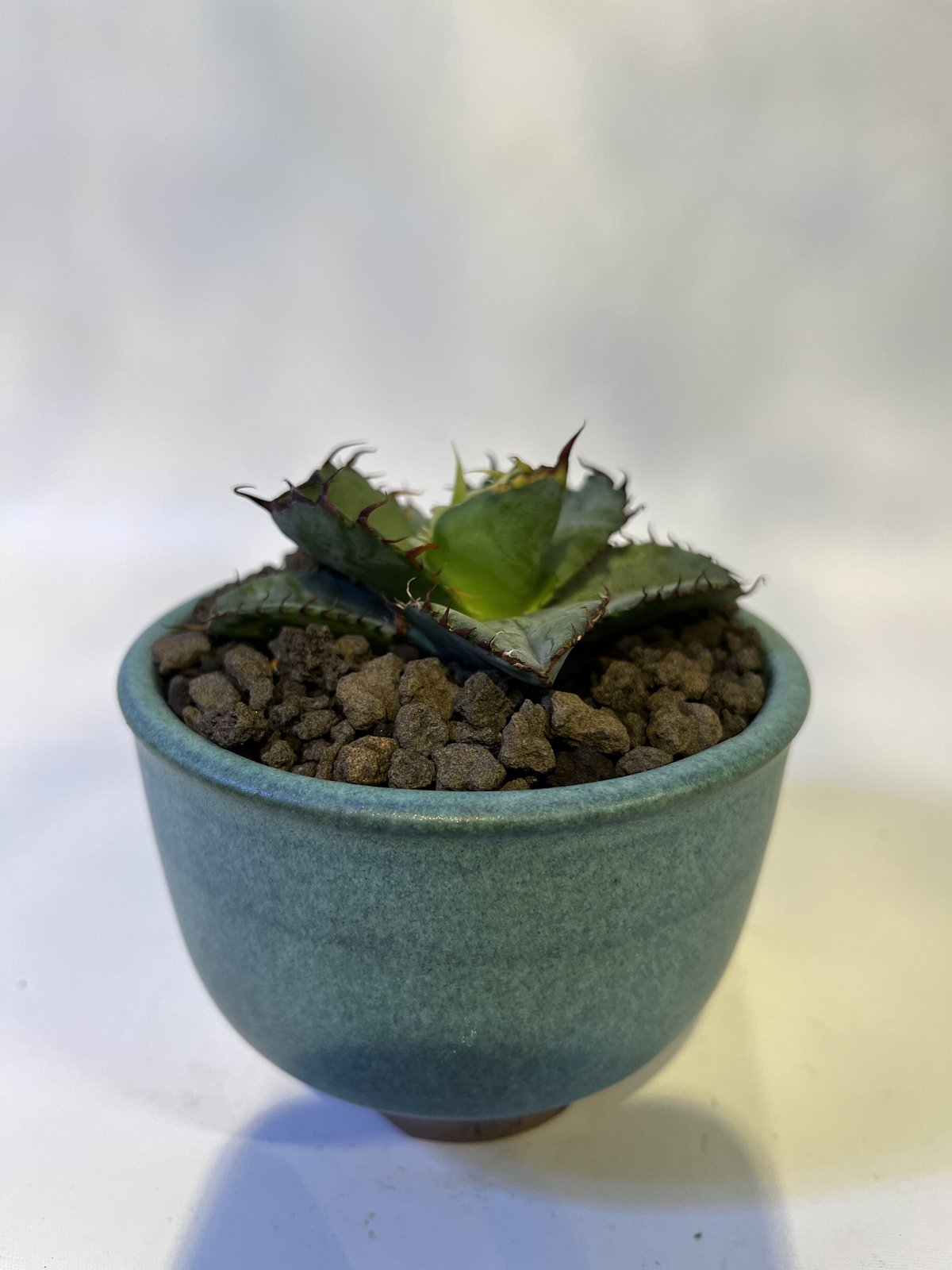鉢付き】アガベ チタノタ ブラック&ブルー 特選中株 発根済み dip鉢
