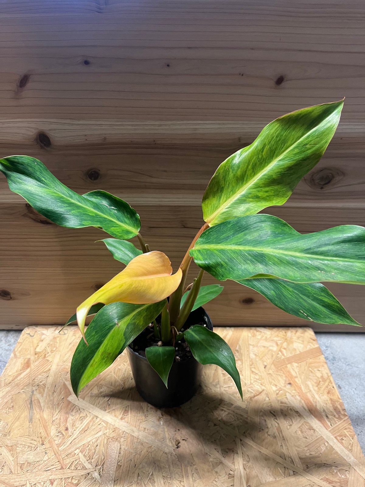 フィロデンドロン オレンジマーマレード | GREEN LUCK