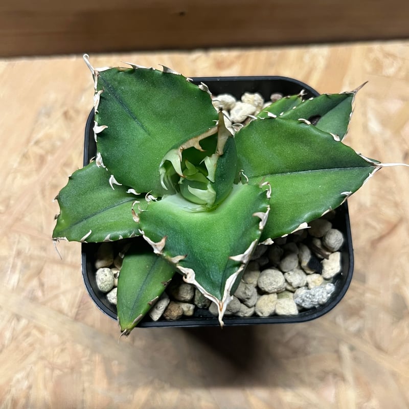 アガベ チタノタ 金鯨 | GREEN LUCK