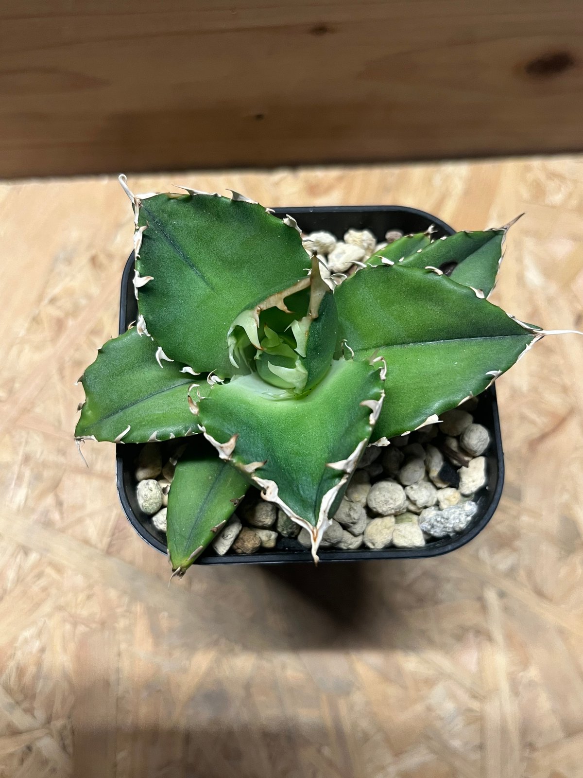 【極上品】 アガベ 金鯨 チタノタ　大株 極上品】 アガベ 金鯨 チタノタ 大株 アガベ チタノタ 金鯨 | GREEN LUCK