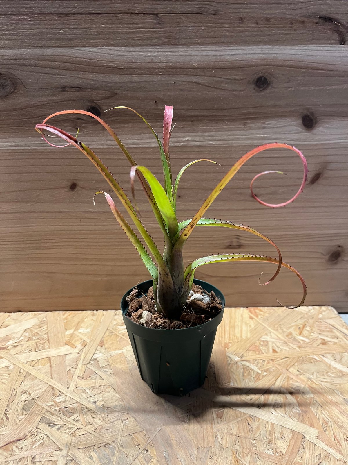 ネオレゲリア sp. | GREEN LUCK