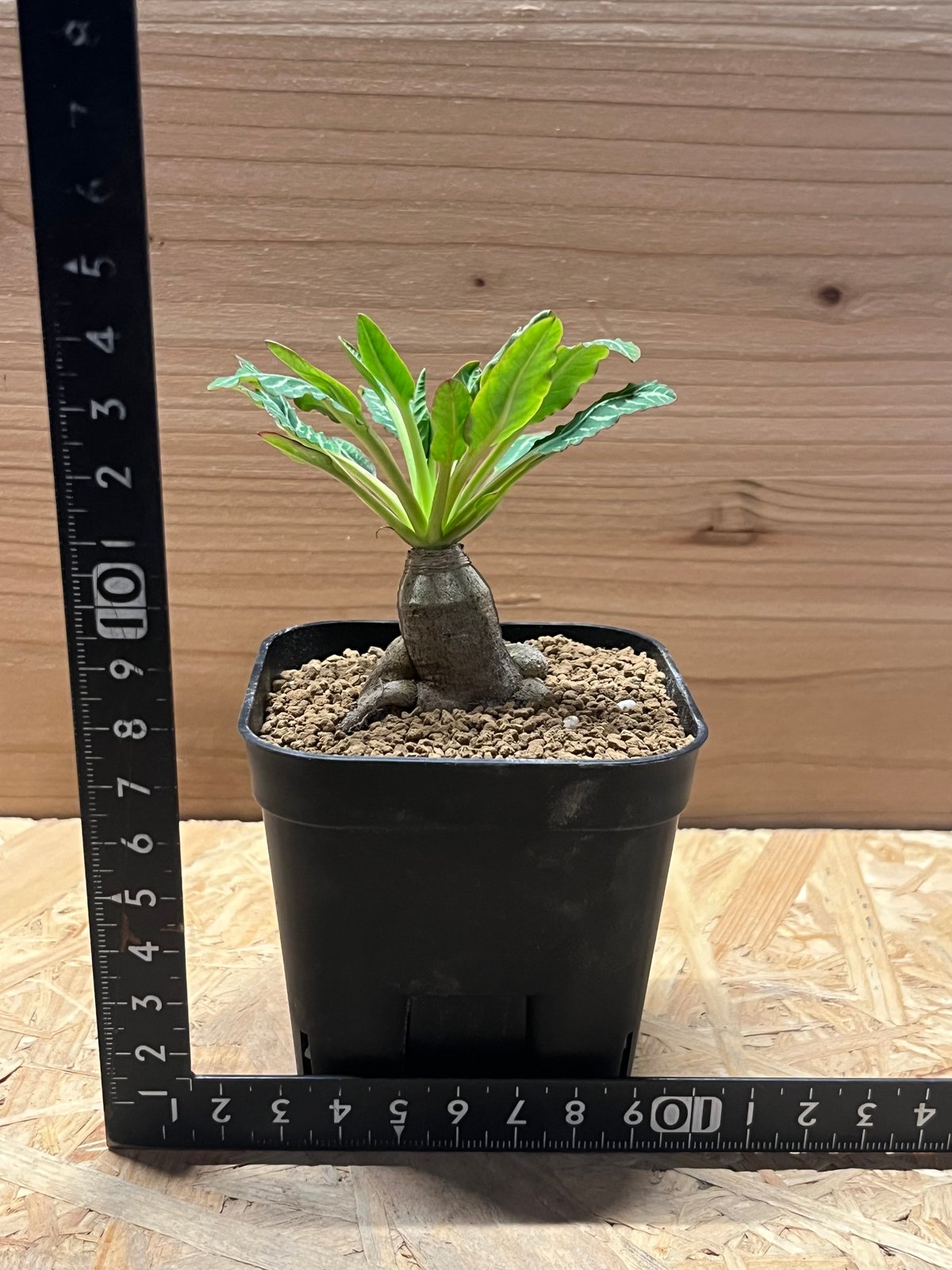 現地球 発根済 多頭ユーフォルビアスパンリンギー ユーフォルビア スパンリンギー Euphorbia spannringii 株元が