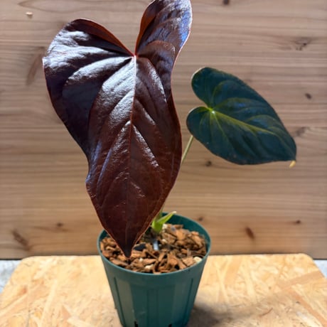 アンスリウム | STORES