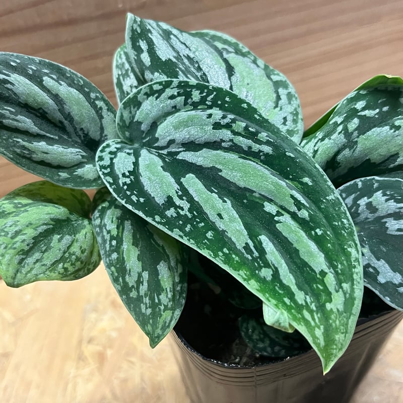 スキンダプサス ピクタス トリカラー | GREEN LUCK