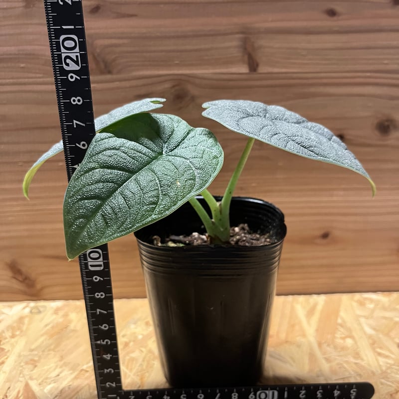 アロカシア メロ | GREEN LUCK