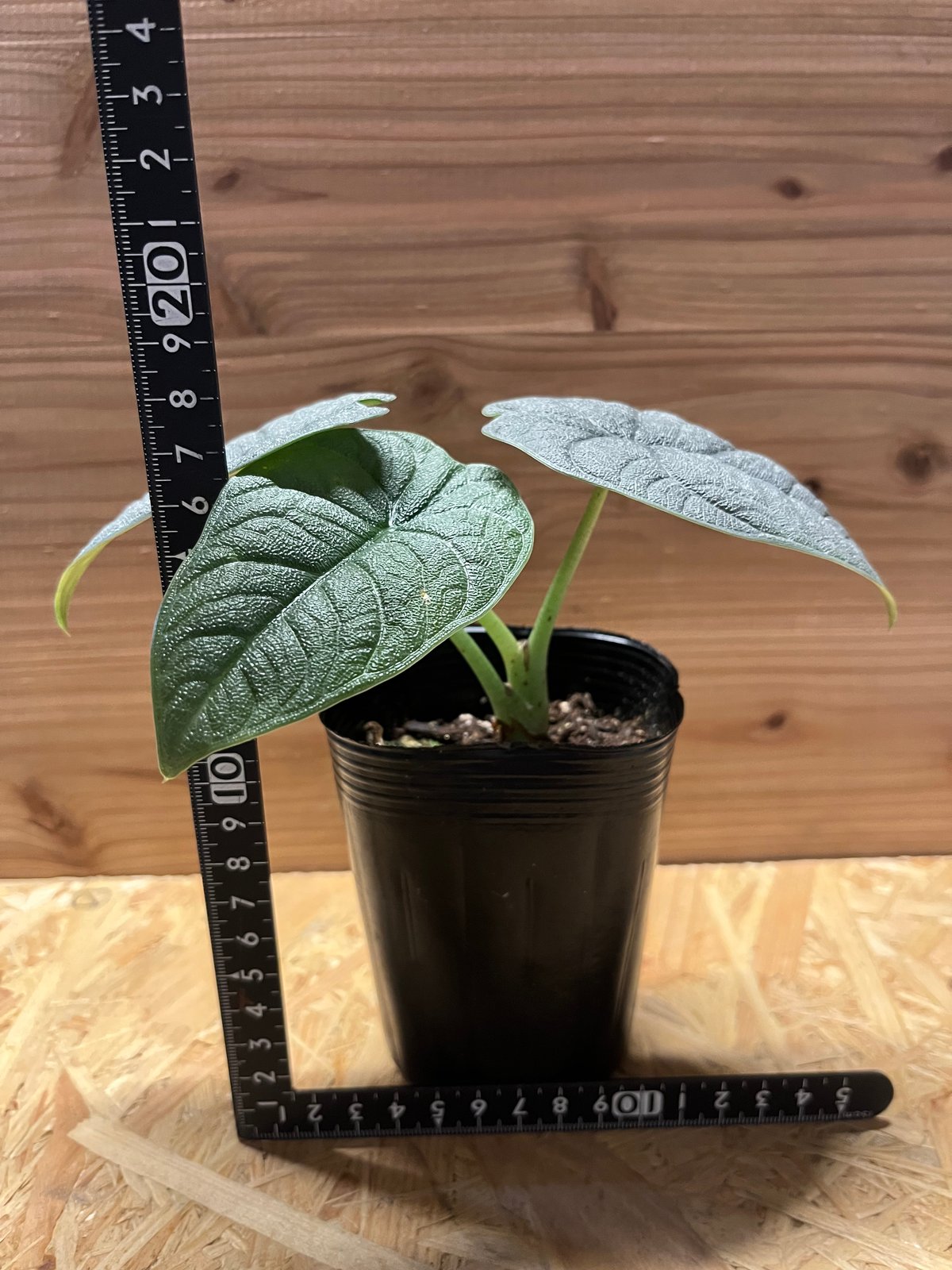 アロカシア メロ オーレア 斑入り アロカシア メロ アルボ斑入り Alocasia Melo albo variegated