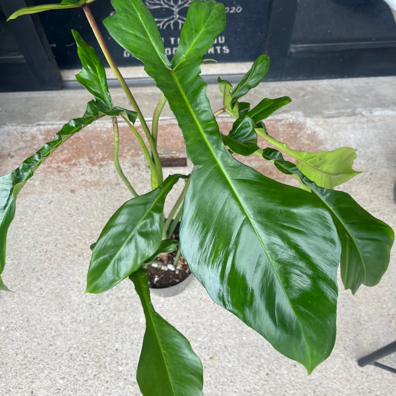 フィロデンドロン ジョーピー （ムーネニー） | GREEN LUCK