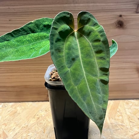 パピリラミナム | STORES