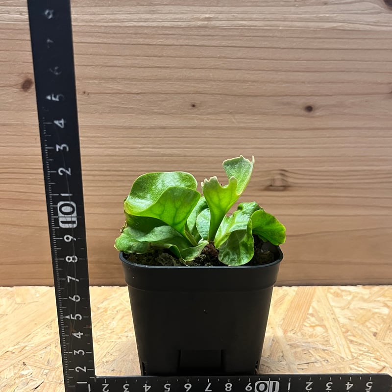 ビカクシダ リドレイ ドワーフ&コンパクト | GREEN LUCK