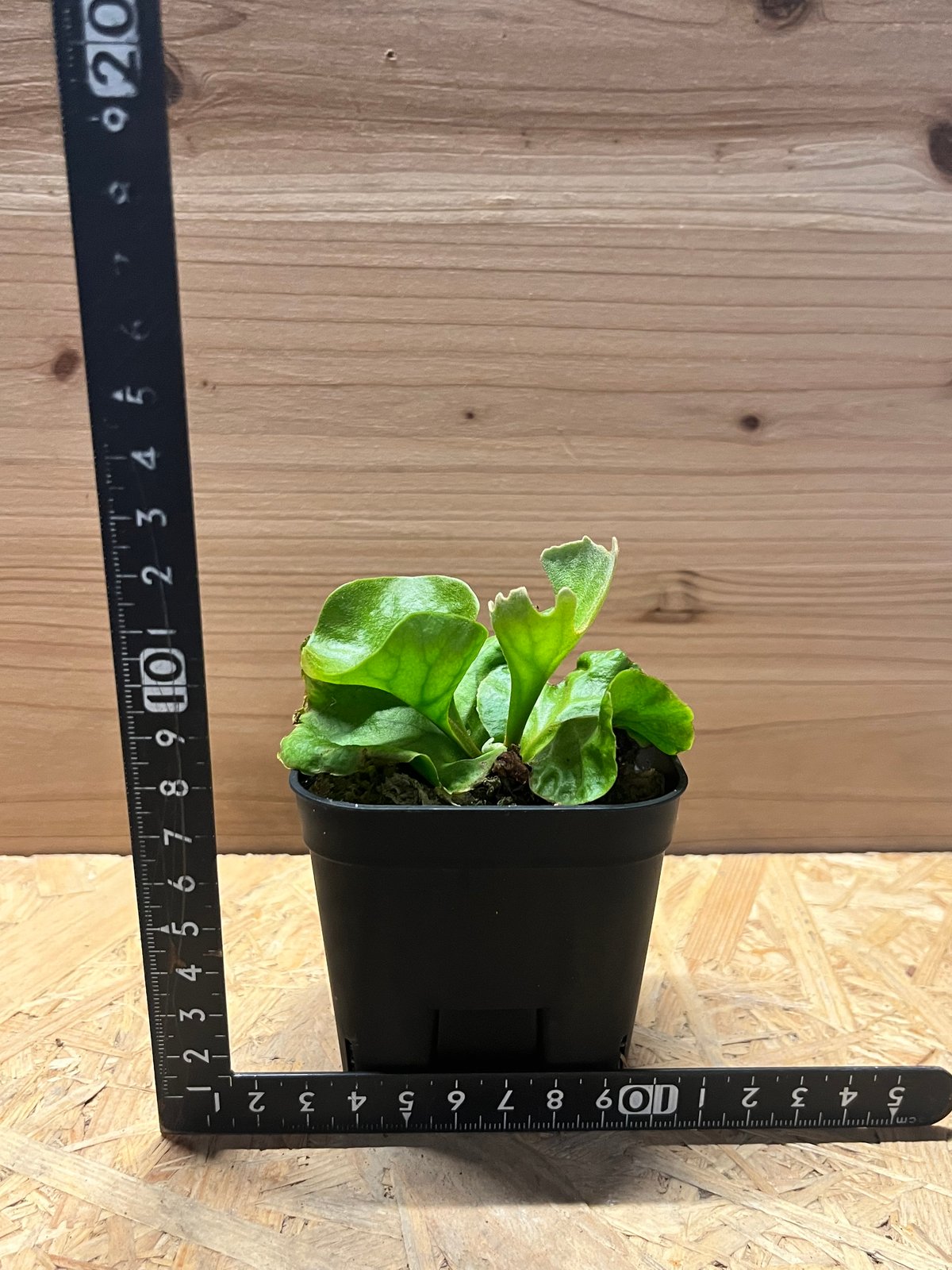 ビカクシダ　リドレイ　超巨大株④ ビカクシダ リドレイ 超巨大株④ リドレイの胞子培養株と山採り株。どっち