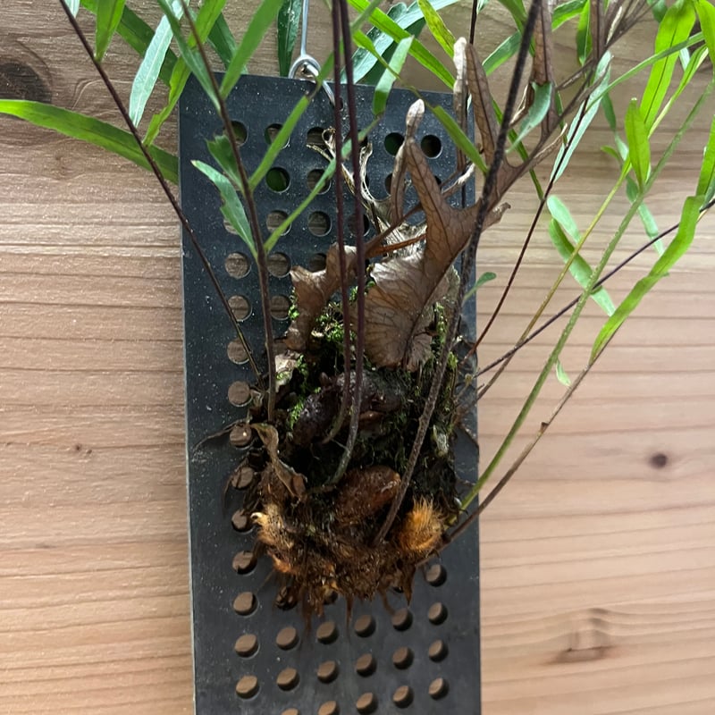 ドリナリア　リギデュラ ドリナリア リギデュラ板付き 【観葉植物／1個売り】 再入荷