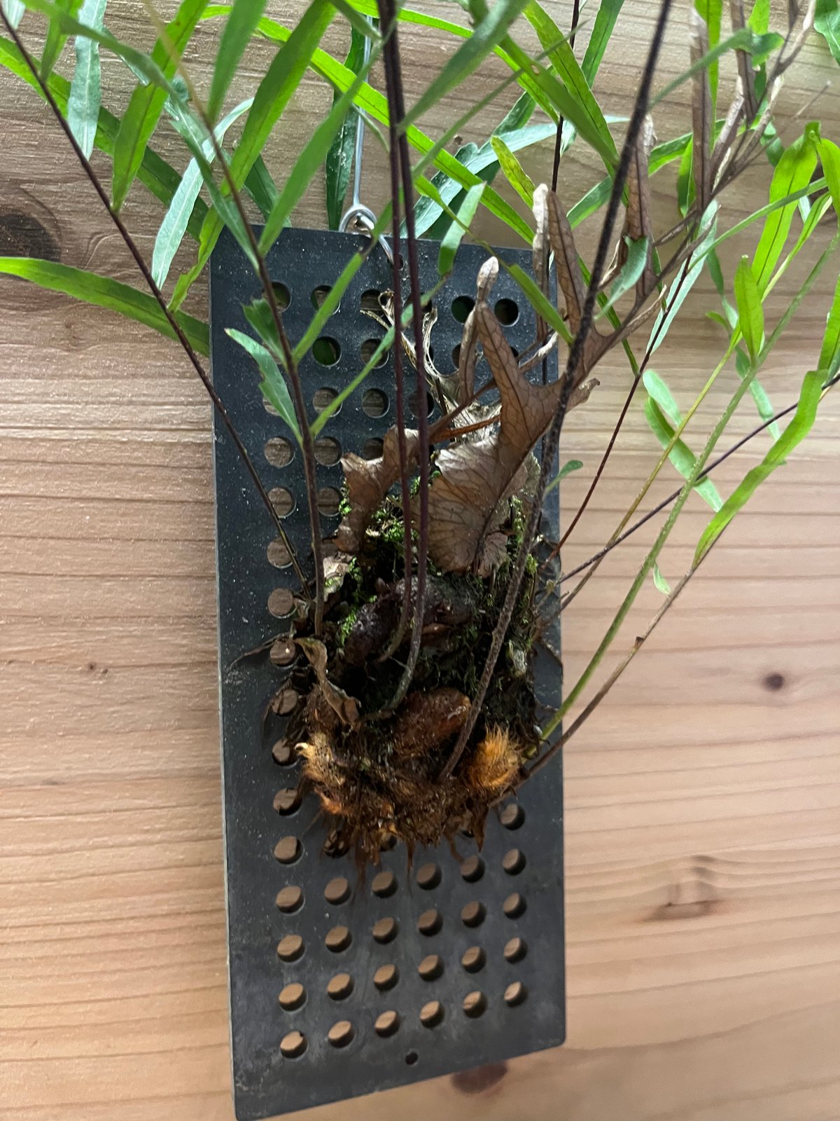 ドリナリア リギデュラ | GREEN LUCK