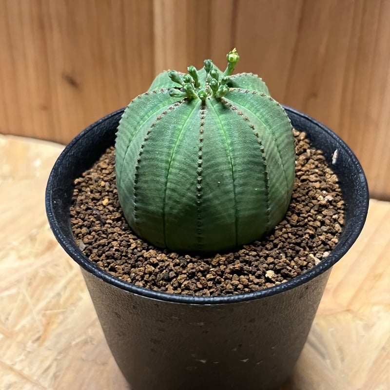 ユーフォルビア オベサ | GREEN LUCK