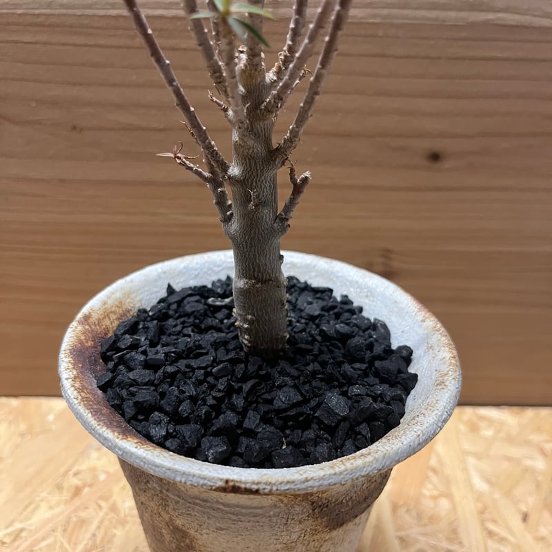 ユーフォルビア バルサミフェラ×土京鉢 | GREEN LUCK