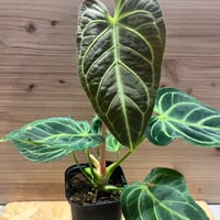 アンスリウム ポーティラエ NSE | GREEN LUCK