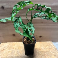 未開花株 発根済み 赤紫に白いドットが美しい【ビルベルギア ディッピンドッツ】 ビルベルギア ディッピンドッツ | GREEN LUCK