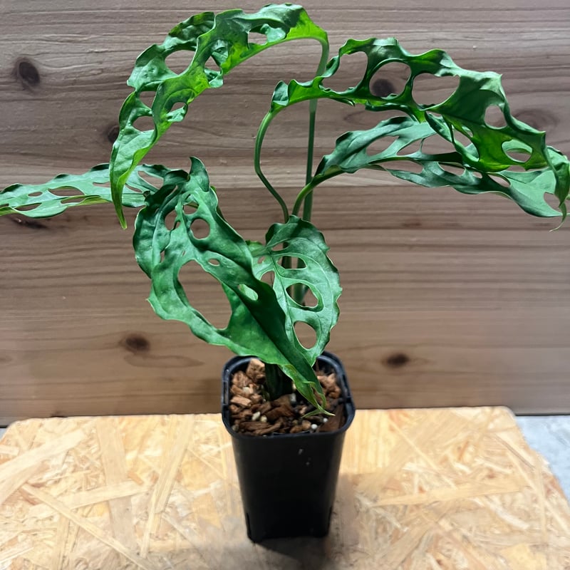 モンステラ オブリクア ペルー | GREEN LUCK