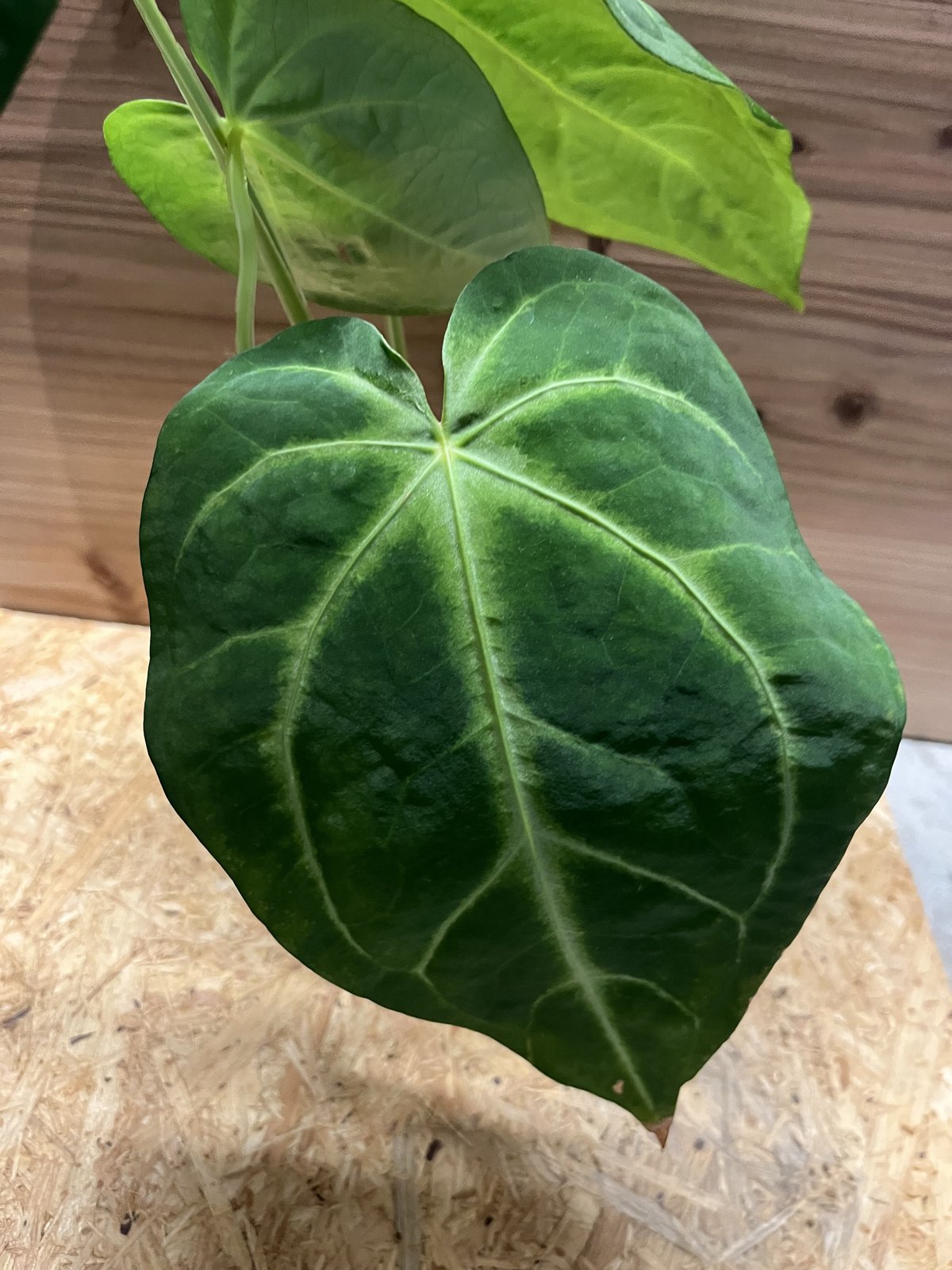 アンスリウム　マグニフィカム アンスリウム マグニフィカム | GREEN LUCK