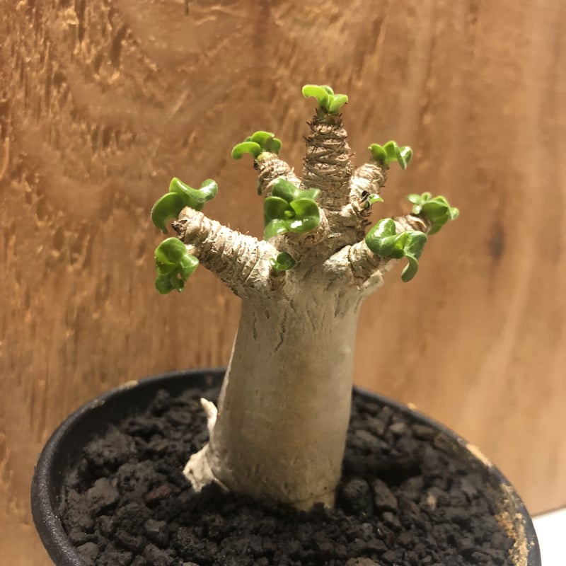 アデニウム　アラビカム　巻葉　 250821 14 多肉植物）アデニウム アラビカム 獅子葉（巻葉） 2．5号（1株