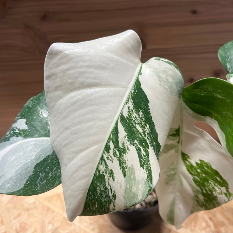 斑入りモンステラ ボルシギアナ バリエガータ 極斑タイプ | GREEN LUCK