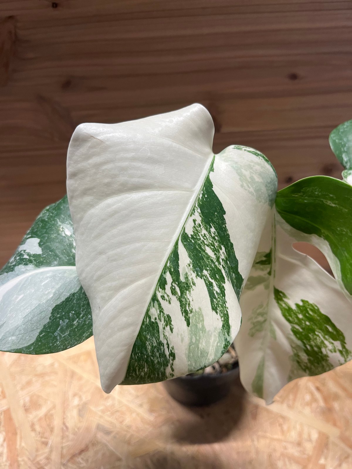 斑入りモンステラ ボルシギアナ バリエガータ 極斑タイプ | GREEN LUCK