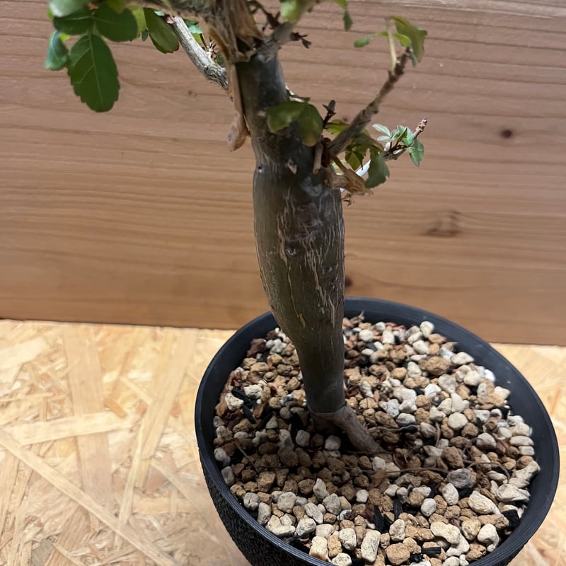 ブルセラ ファガロイデス | GREEN LUCK