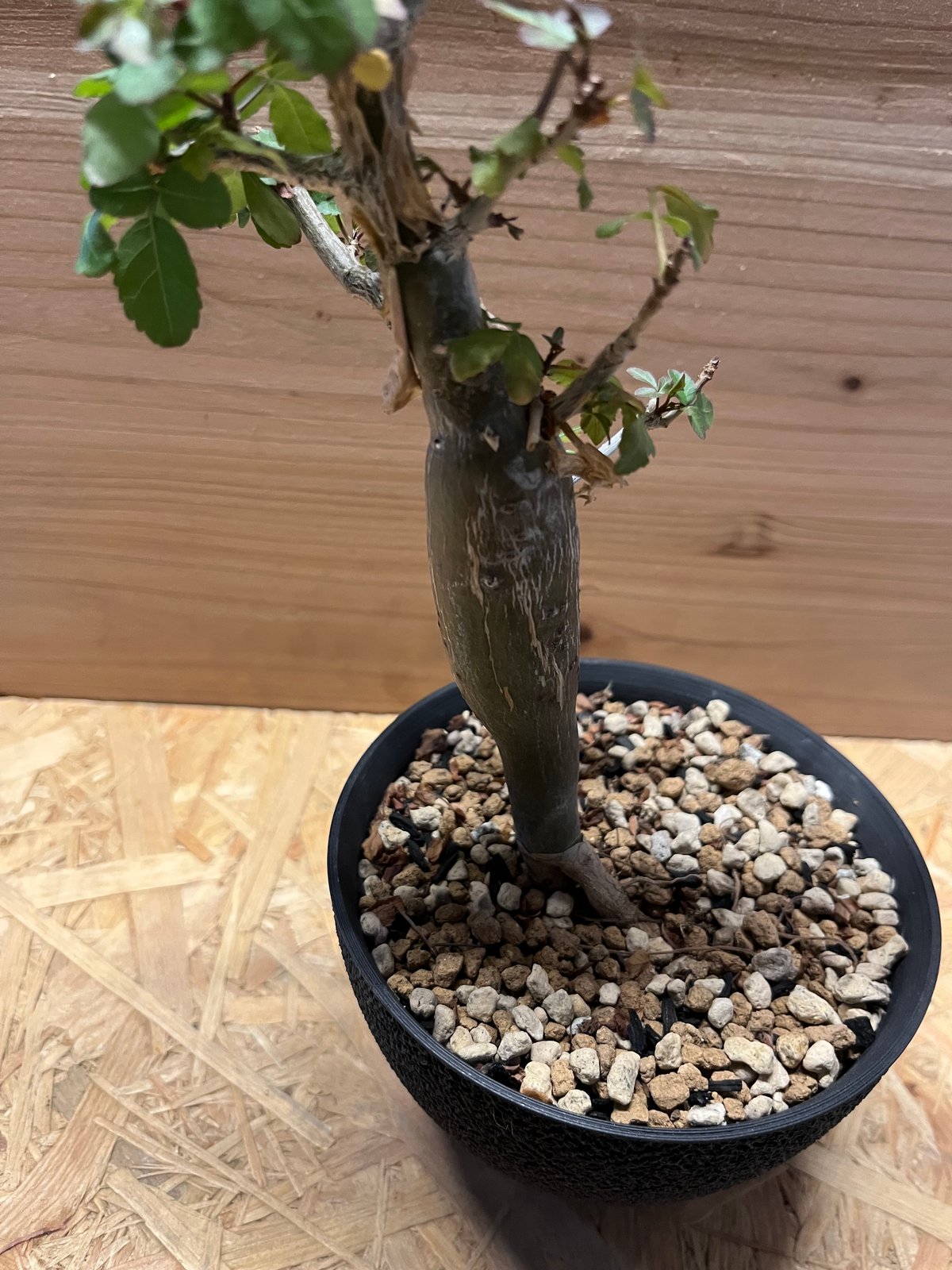 ブルセラ ファガロイデス | GREEN LUCK