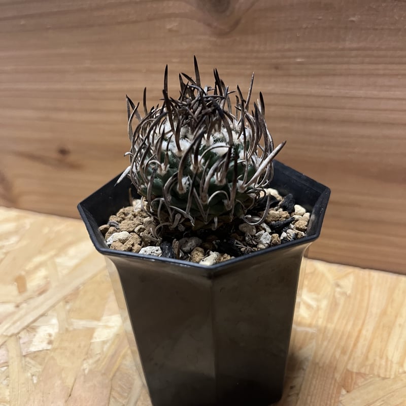 ツルビニカルプス 昇竜丸 | GREEN LUCK