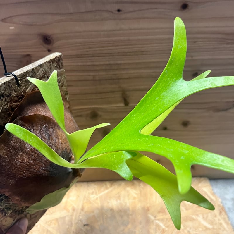 ビカクシダ アルシコルネ アフリカ | GREEN LUCK