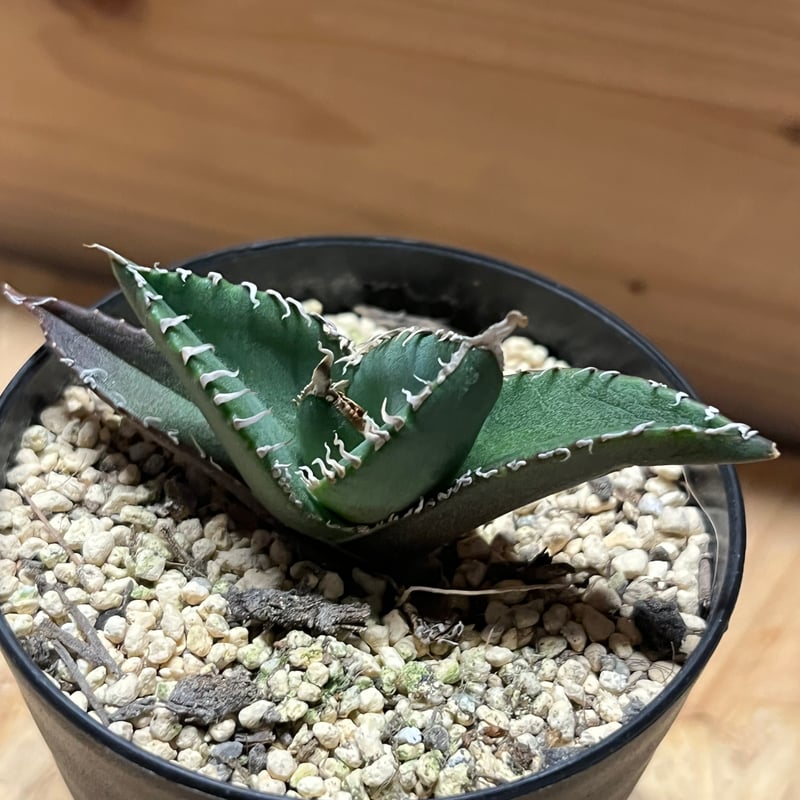 アガベ チタノタ 南アフリカダイヤモンド SAD メリクロン | GREEN LUCK