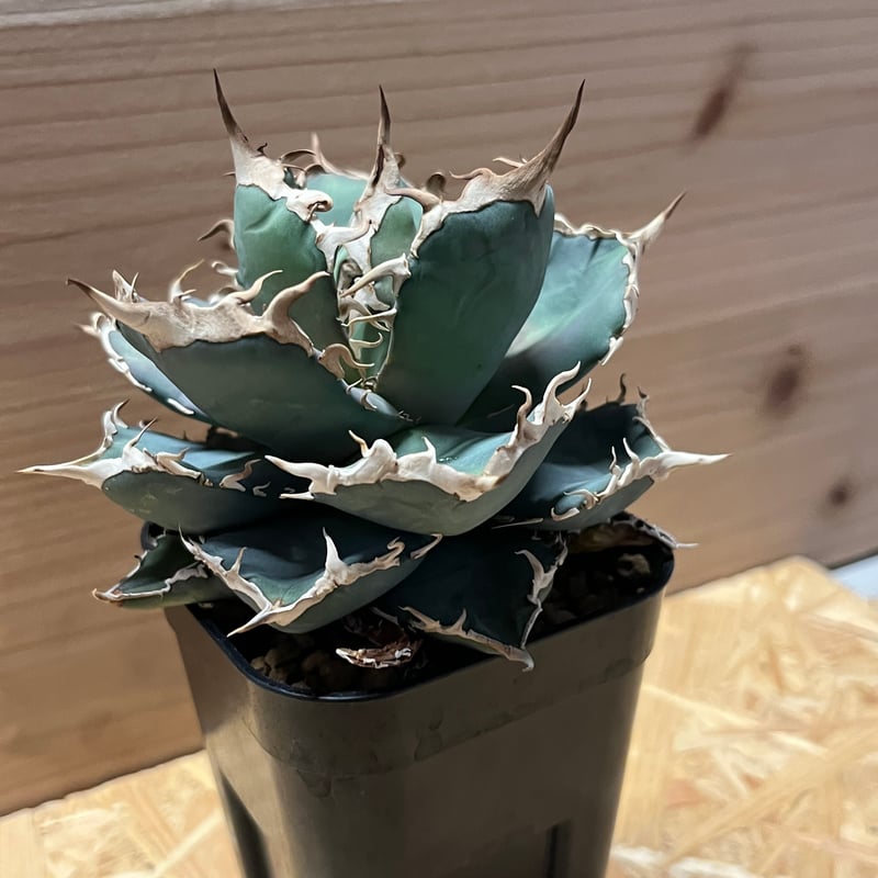 親株　アガベ　チタノタ　シャークショーイ アガベ チタノタ shark shoui 親株 シャークソウイ シャーク