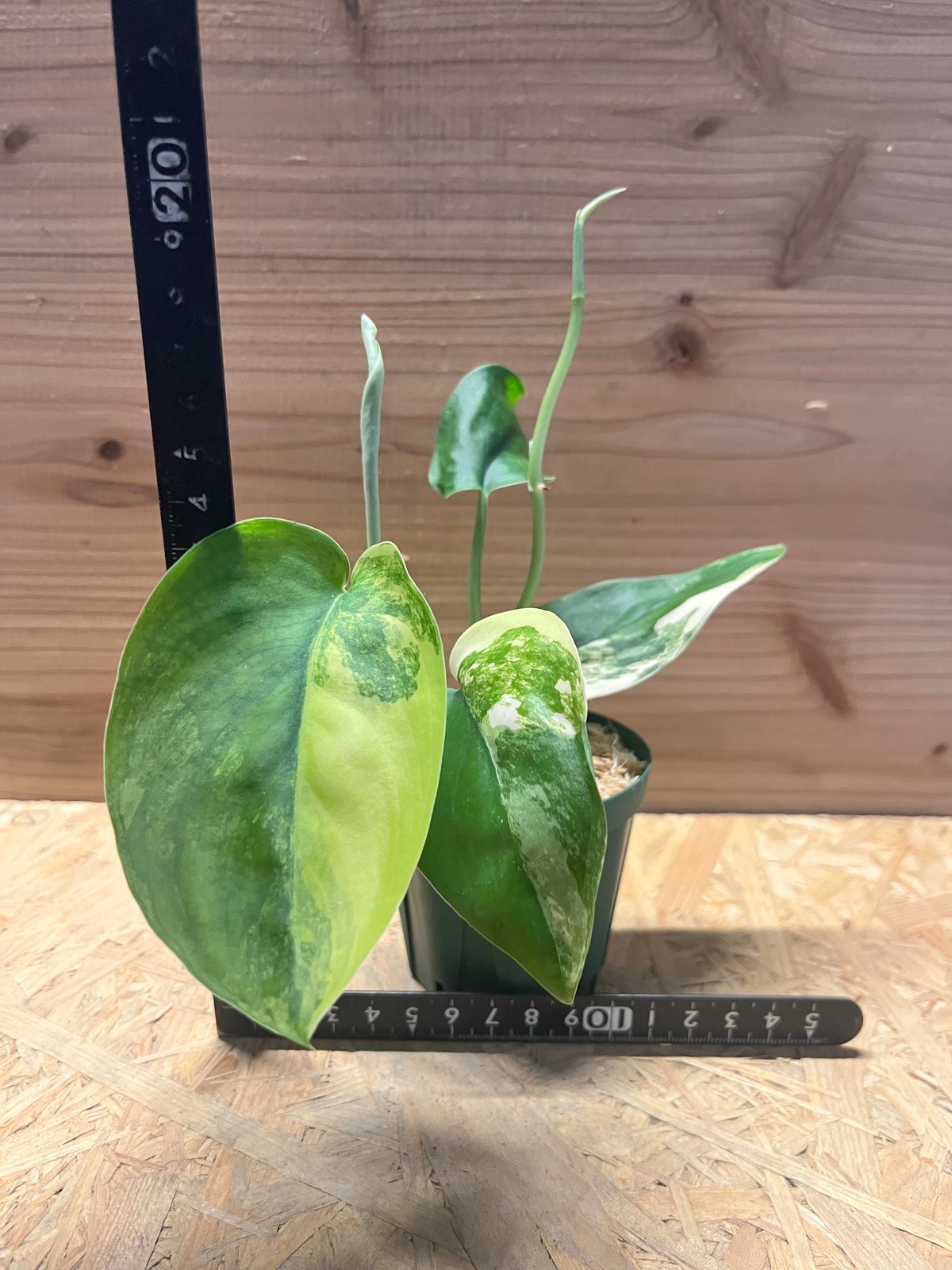 スキンダプサス ジェイドサテン バリエガータ | GREEN LUCK