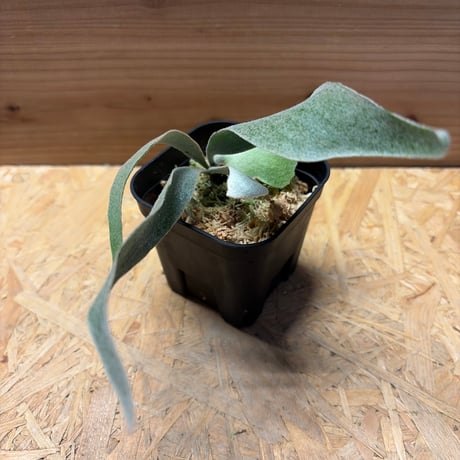 big sale様　ご確認用ページ　ビカクシダ ビカクシダ | STORES