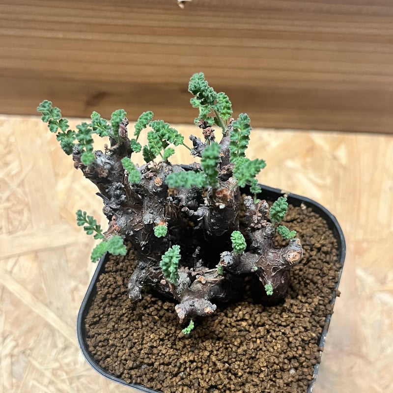 ペラルゴニウム アルテルナンス | GREEN LUCK