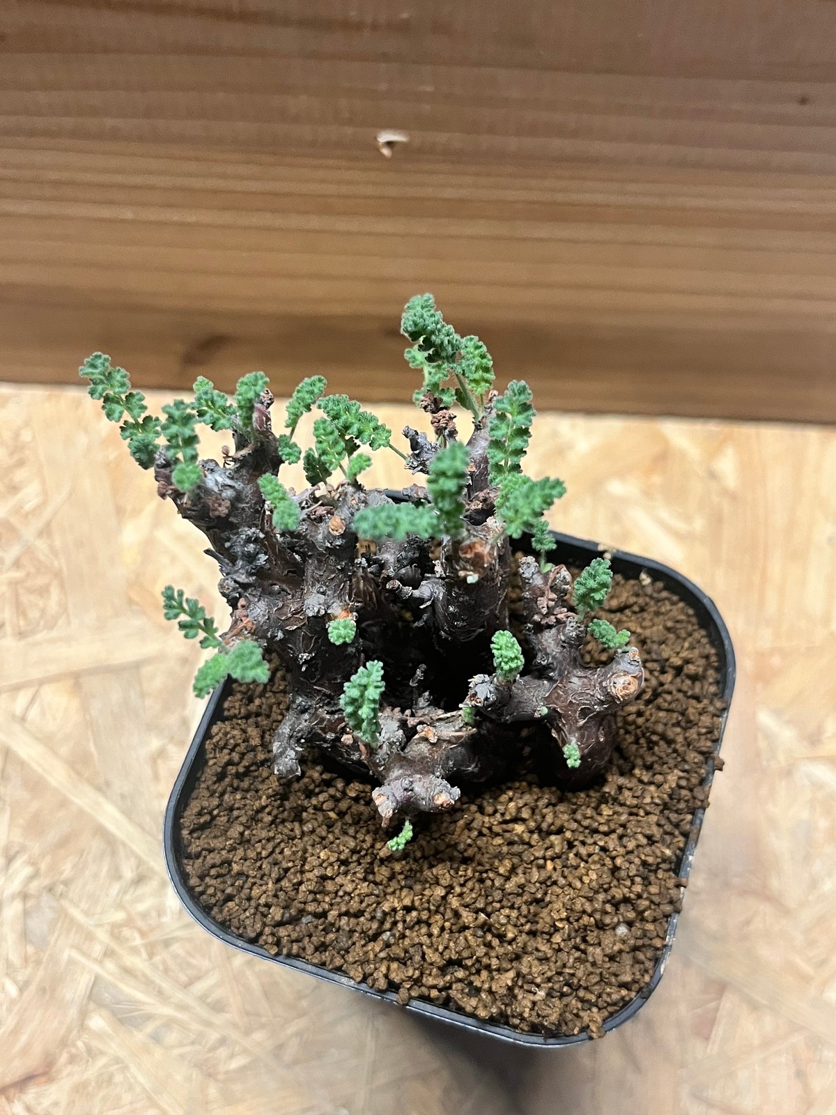 ペラルゴニウム アルテルナンス | GREEN LUCK