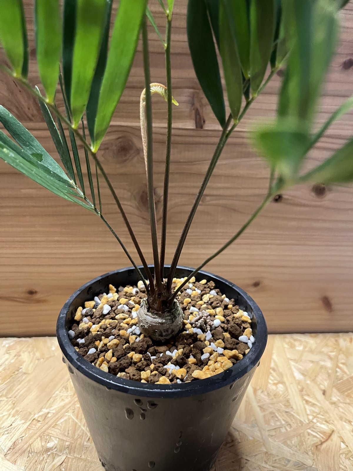 ザミア　フロリダーナ ザミア フロリダーナ | GREEN LUCK