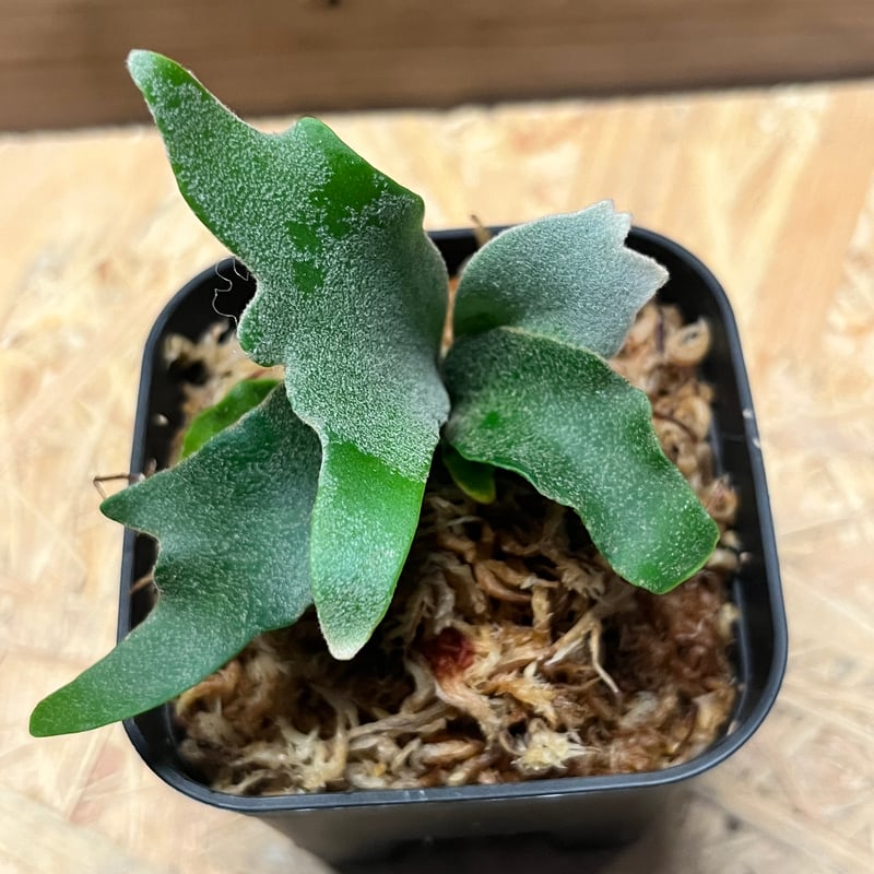ビカクシダ　5種 (タグロスト3個) 15pot ① 楽天市場】ビカクシダ P.'Twenty'(Yot's spore#20)2 現品販売