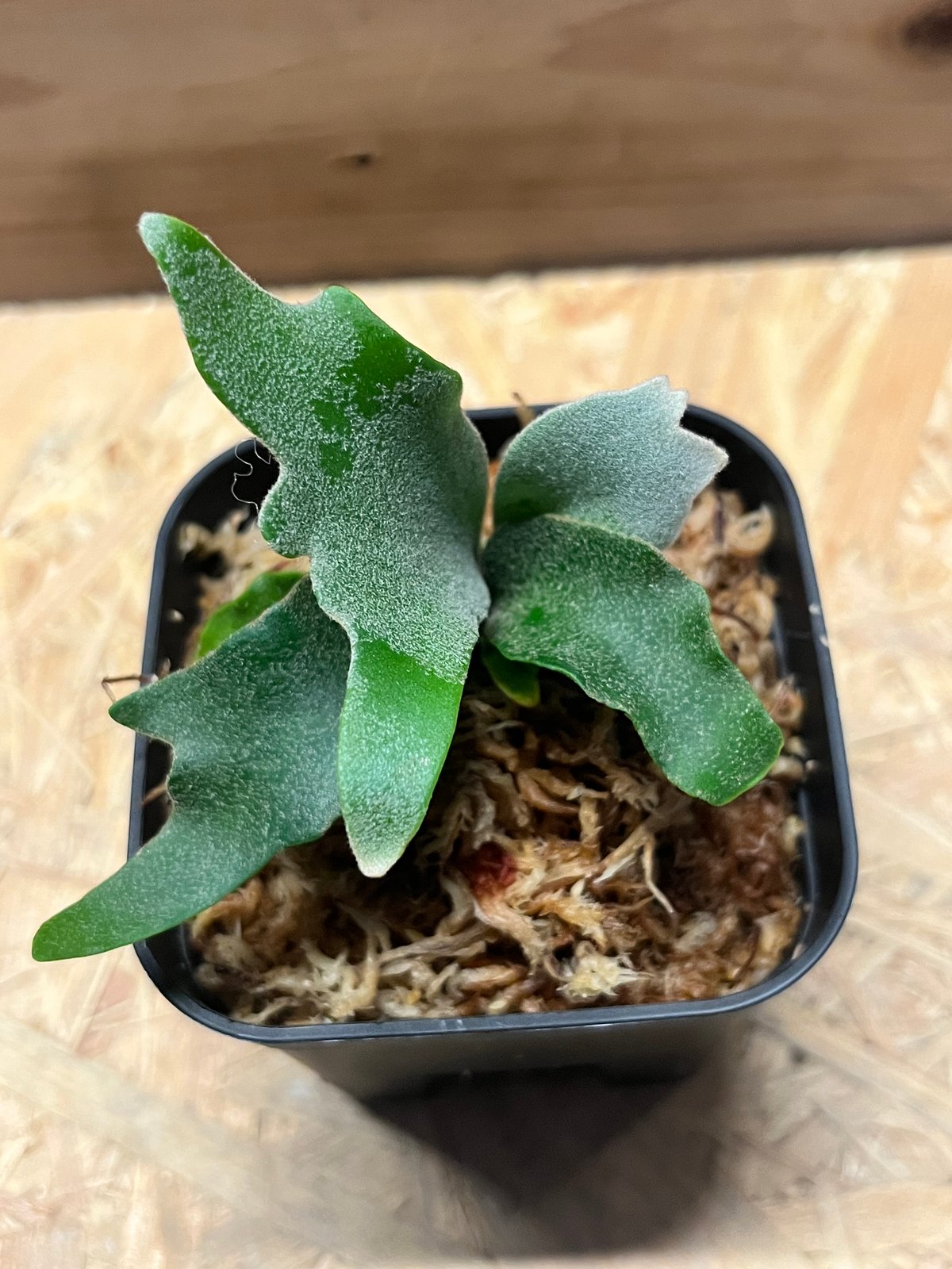 ビカクシダ 壁掛け用 ウィリンキー Amazon｜【おしゃれな壁掛け観葉