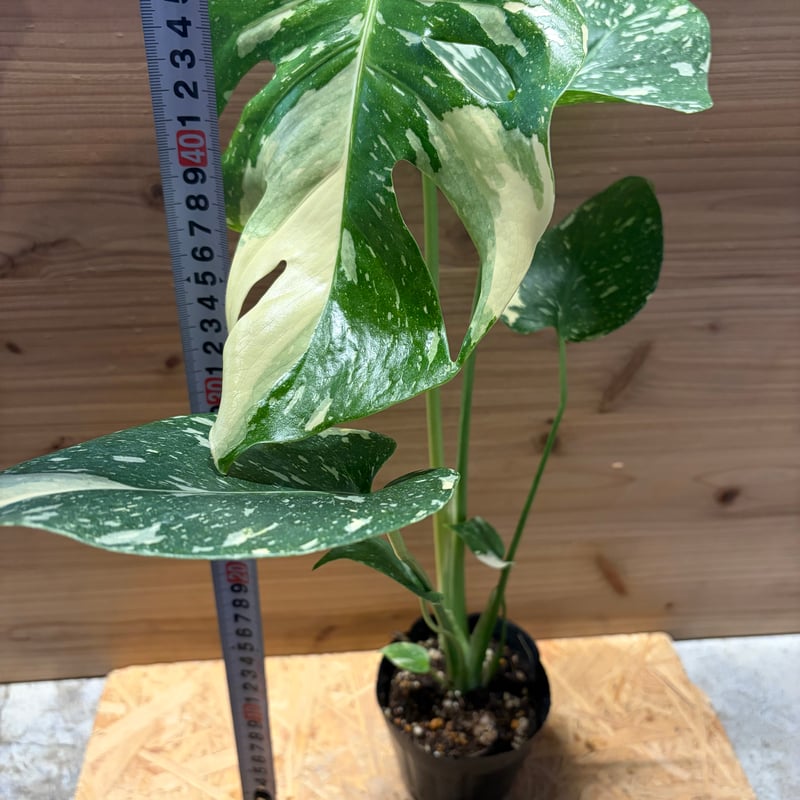 か*う様 【超希少】Monsteradeliciosa ‘v’Green on か*う様 【超希少】Monsteradeliciosa 'v'Green on か*う様 【超希少