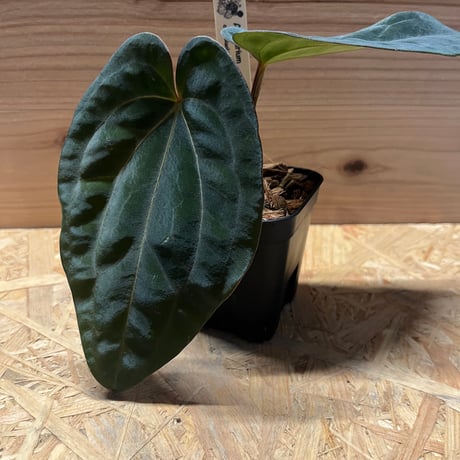 アンスリウム カーラブラッキー × エース オブ スペード Anthurium (carlablackiae x Ace of Spades) x antolakii