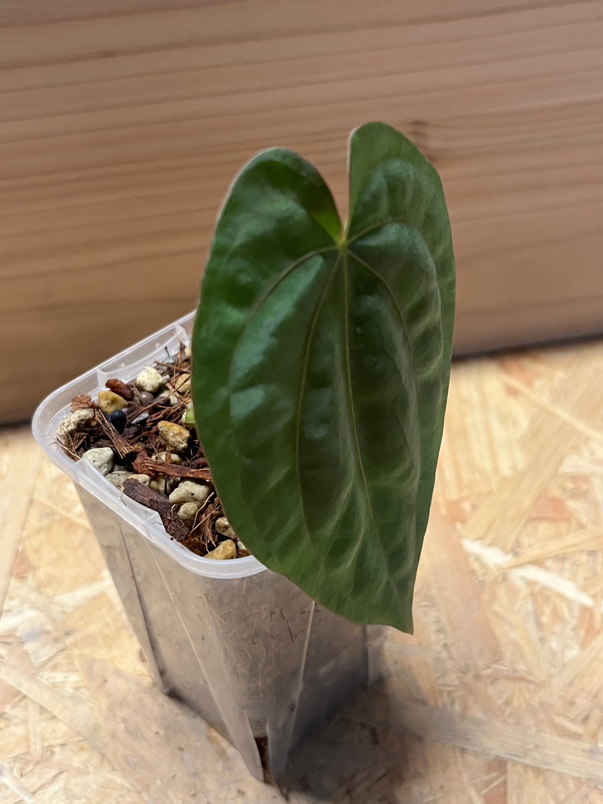 アンスリウム　ドレスレリ　ダーク fit=scale-down,w=1200