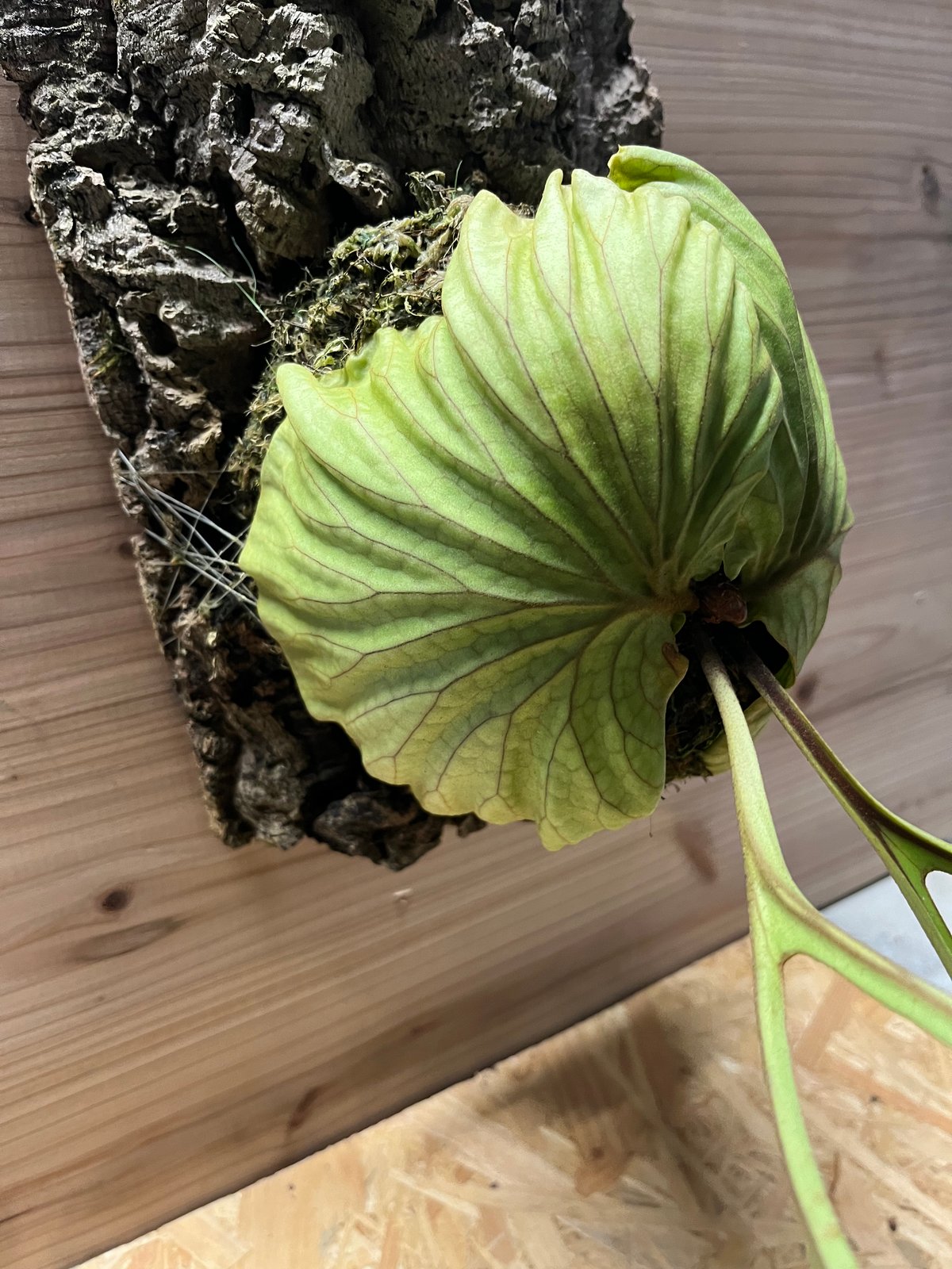 ビカクシダ リドレイ | GREEN LUCK