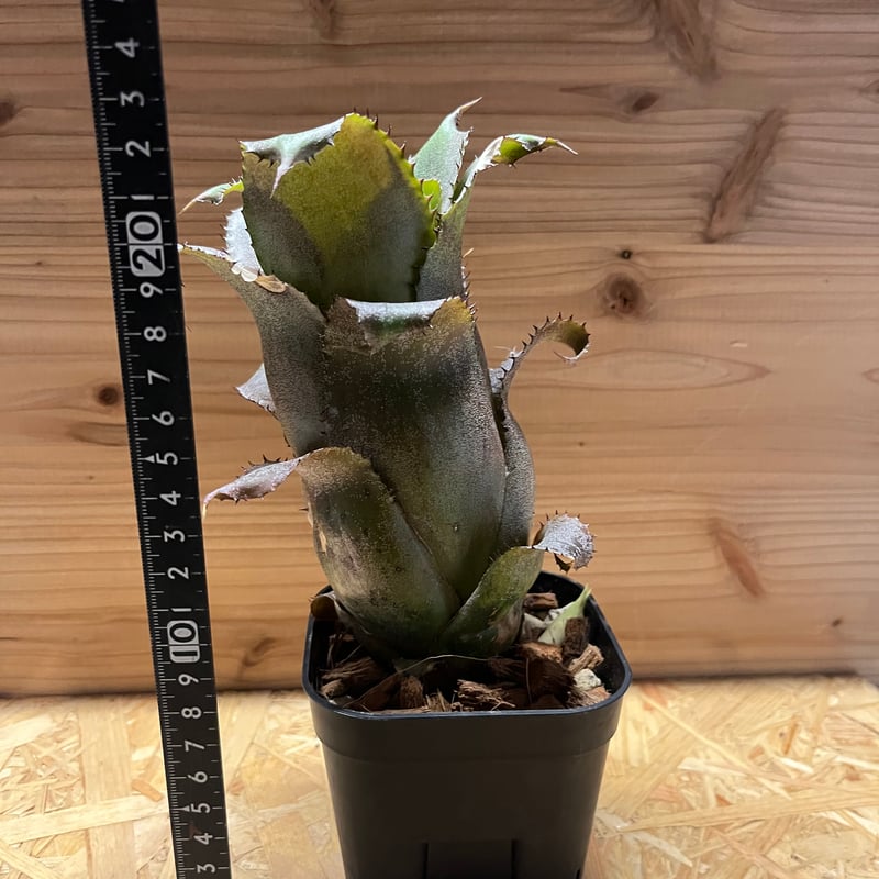観葉植物 ホヘンベルギア アイスティー 発根済み 子株付き 植え込み発送