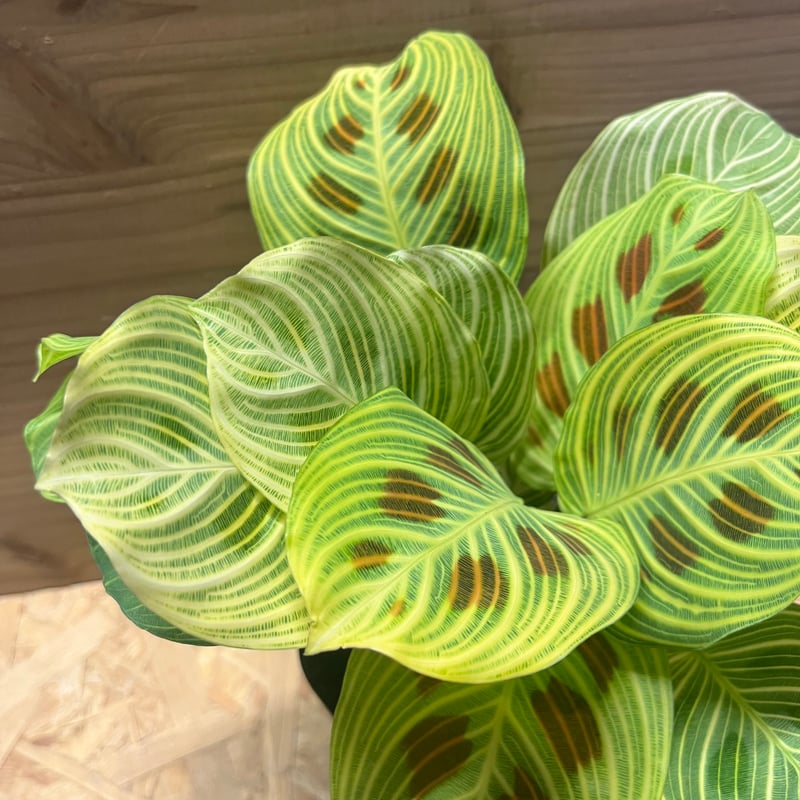 【鉢ごと】マランタ　light veins ライトバンズ マランタ ライトベインズ | GREEN LUCK