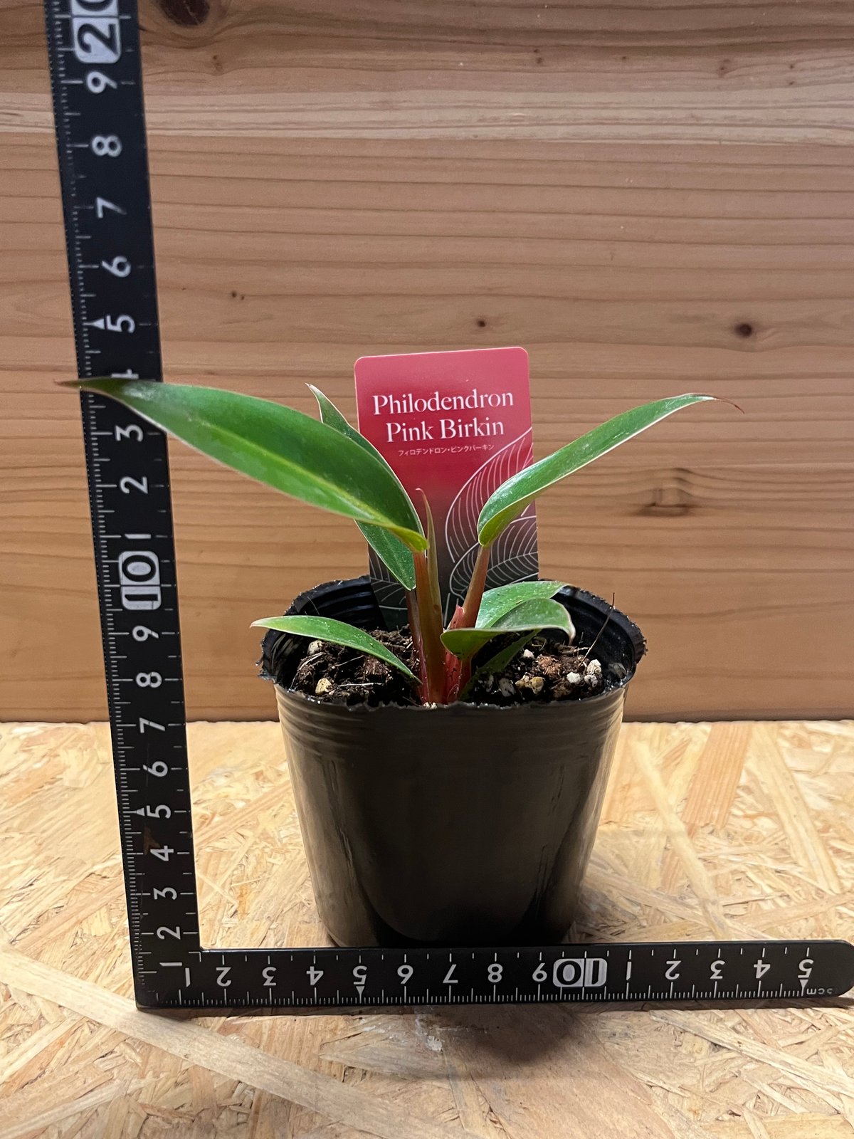 フィロデンドロン ピンクバーキン | GREEN LUCK
