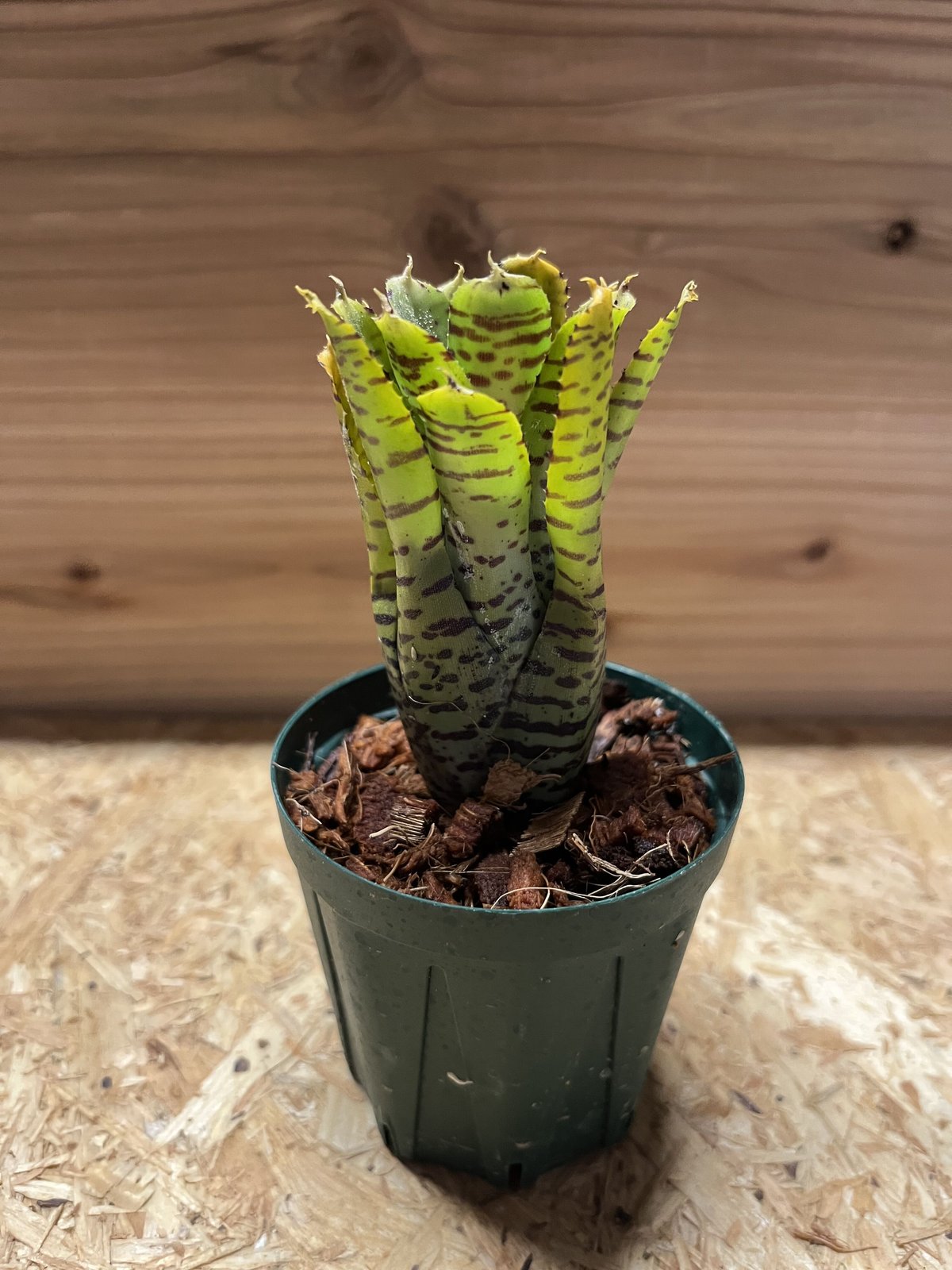 ネオレゲリア プンクタティシマ イエローフォーム | GREEN LUCK