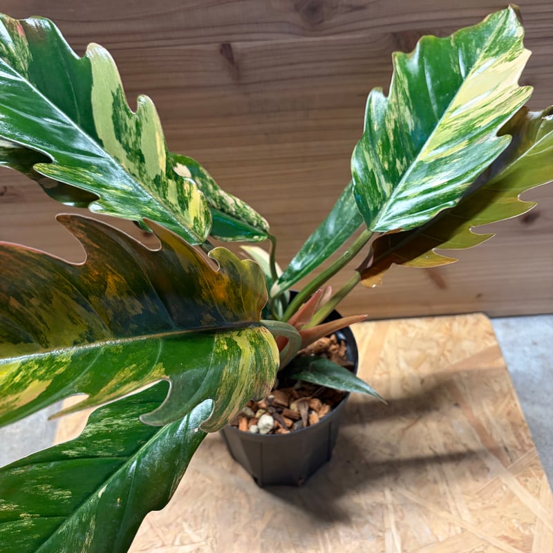フィロデンドロン キャラメルマーブル Caramel Marble フィロデンドロン・キャラメルマーブル② / Philodendron Caramel