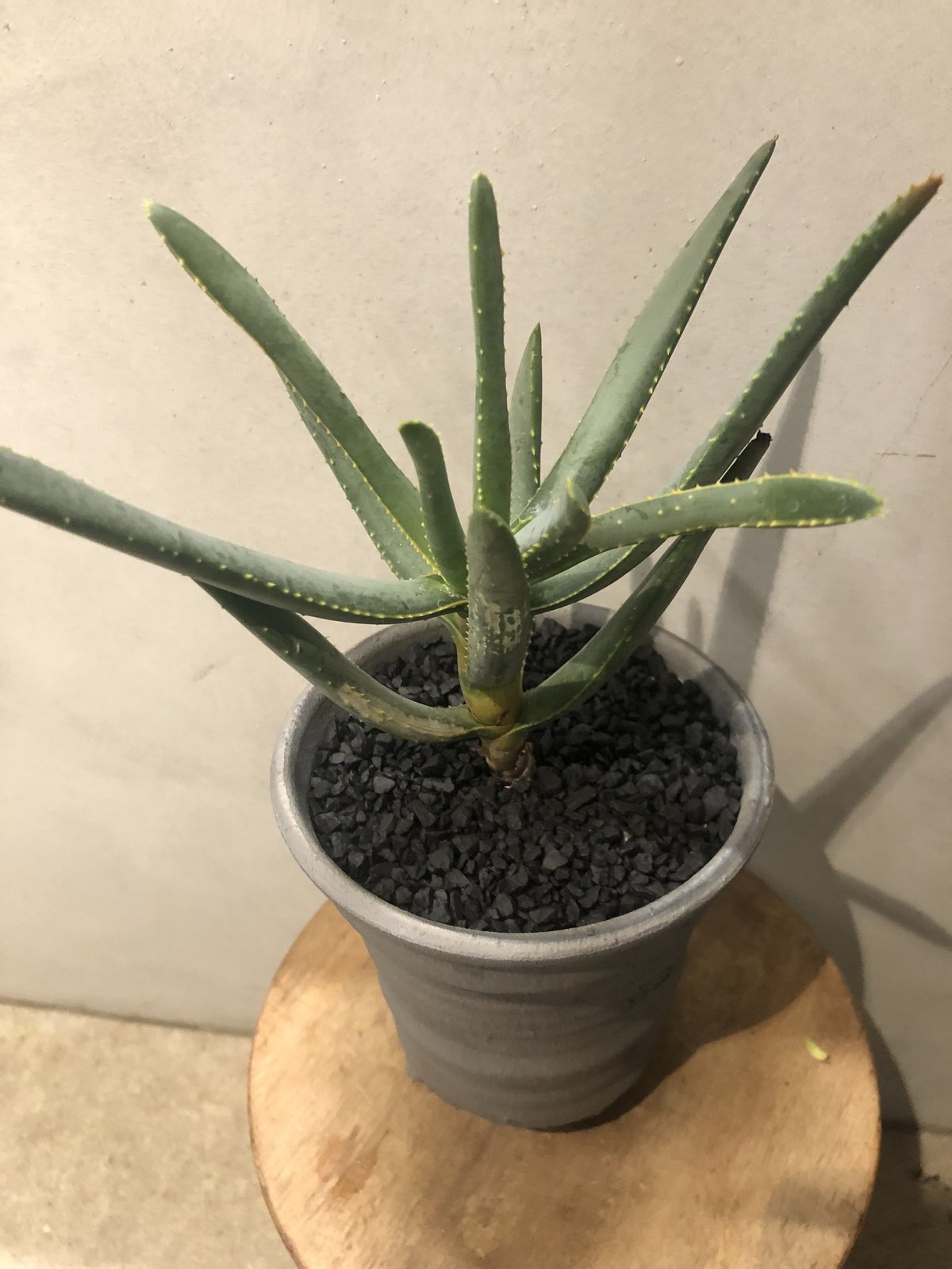 アロエ ディコトマ | GREEN LUCK