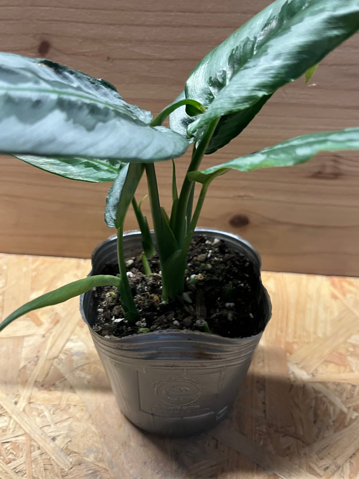 スキスマトグロッティス ハイナエンシス | GREEN LUCK