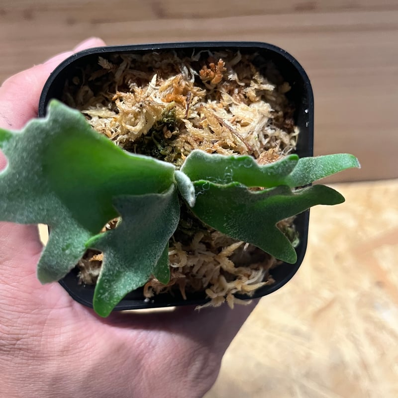 ビカクシダ イエロームーンドワーフ スポア | GREEN LUCK